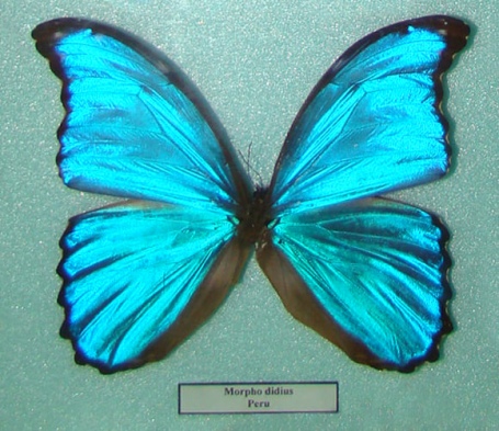 MORPHO DIDIUS, fluturele exotic numit și gigantul morpho albastru, poate fi văzut în expoziția de Științele Naturii